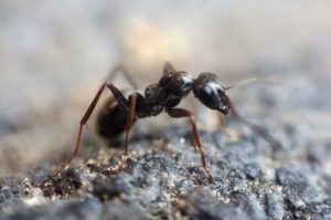 home remedies to get rid of ants outside