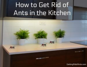 kitchen with ants on the counter - title page