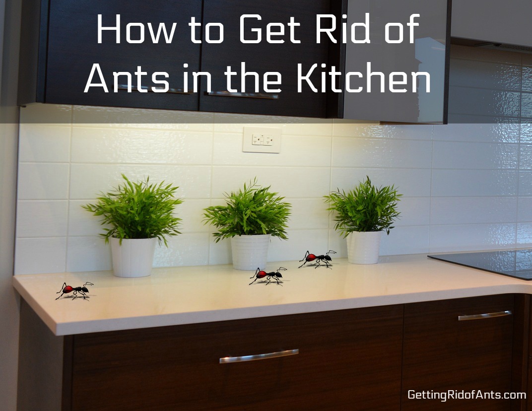 How To Get Rid Of Ants In The Kitchen