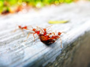 Red ants outside on wood
