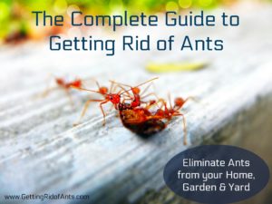 Red Ants moving a leaf on wood