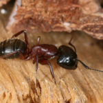 a black and red carpenter ant on wood