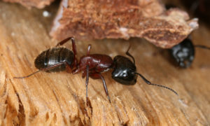 a black and red carpenter ant on wood