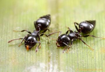 A photo of 2 acrobatic ants