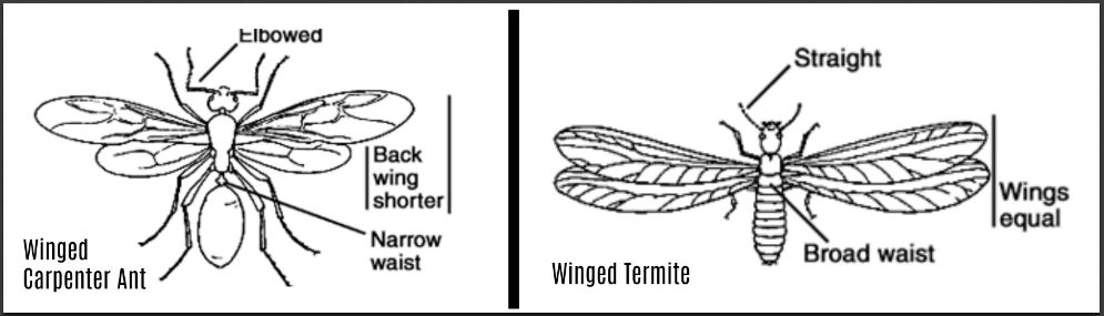 comparison of a winged carpenter ant and a termite