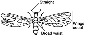 drawing of a termite
